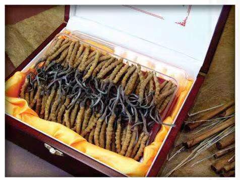 瑞丽冬虫夏草回收